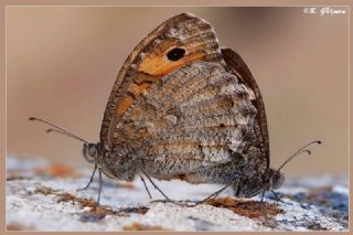 Anadolu Yalanccads (Pseudochazara anthelea)