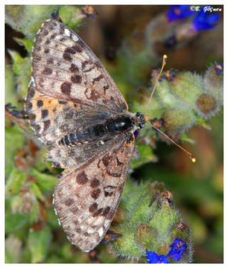 Benekli parhan (Melitaea didyma)