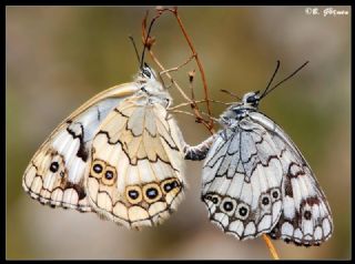 Anadolu Melikesi (Melanargia larissa)