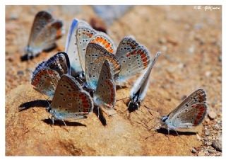 okgzl Mavi (Polyommatus icarus)