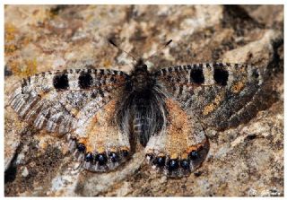 Yalanc Apollo (Archon apollinus)