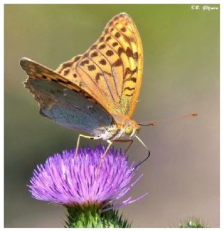 Bahadr (Argynnis pandora)