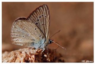 Anormal okgzl (Polyommatus admetus)