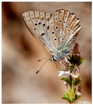 okgzl Dafnis (Polyommatus daphnis)