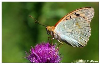 Bahadr (Argynnis pandora)