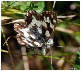 Orman Melikesi (Melanargia galathea)