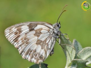 Orman Melikesi (Melanargia galathea)