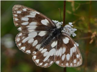 Orman Melikesi (Melanargia galathea)