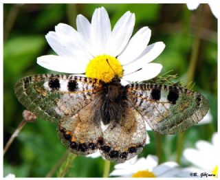 Yalanc Apollo (Archon apollinus)