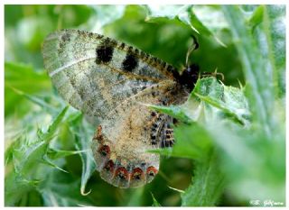 Yalanc Apollo (Archon apollinus)