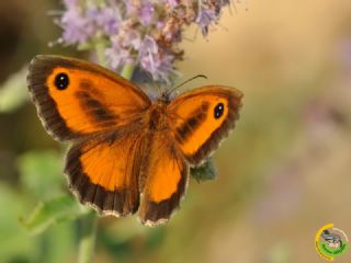 Pironiya (Pyronia tithonus)