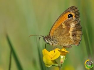 Pironiya (Pyronia tithonus)