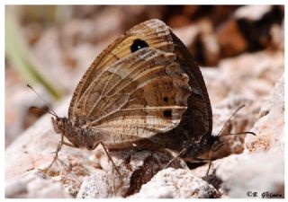 Hametli Pirireis (Satyrus ferulus)