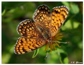 Benekli Byk parhan (Melitaea phoebe)