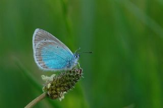 okgzl Rus Mavisi (Polyommatus coelestina)