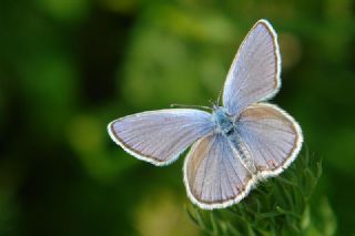 okgzl Gzel Mavi (Polyommatus bellis)