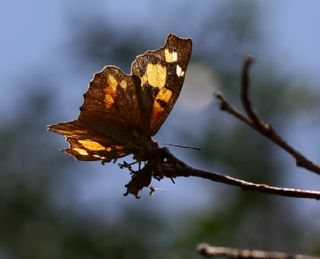 itlembik Kelebei (Libythea celtis)