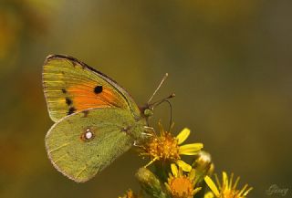 Sar Azamet (Colias croceus)