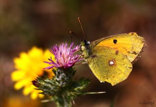 Sar Azamet (Colias croceus)