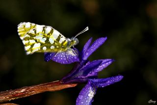 Da Oykls (Euchloe ausonia)