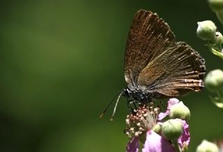 Byk Sevbeni (Satyrium ilicis)