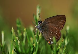 Byk Sevbeni (Satyrium ilicis)
