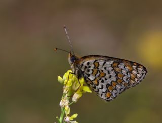 Gzel parhan (Melitaea trivia)