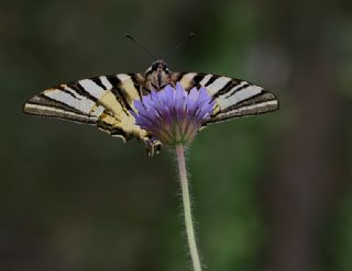 Erik Krlangkuyruk (Iphiclides podalirius)