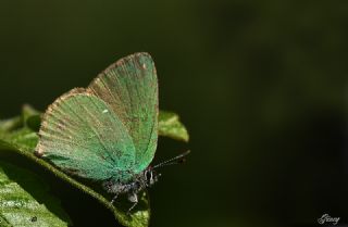 Zmrt (Callophrys rubi)