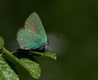 Zmrt (Callophrys rubi)