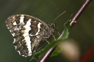 Kara Murat (Brintesia  circe)