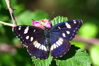 Akdeniz Hanmeli Kelebei (Limenitis reducta)