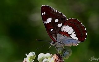 Akdeniz Hanmeli Kelebei (Limenitis reducta)