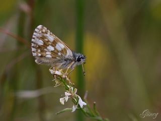 Kzl Zpzp (Spialia orbifer)