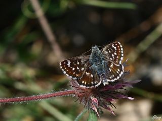 Kzl Zpzp (Spialia orbifer)