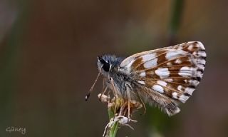 Kzl Zpzp (Spialia orbifer)