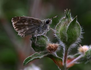 Hatmi Zpzp (Carcharodus alceae)