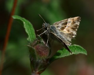 Hatmi Zpzp (Carcharodus alceae)