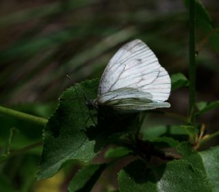 Yalanc Beyazmelek (Pieris pseudorapae)