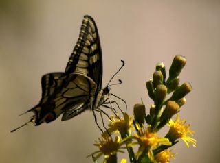 Krlangkuyruk (Papilio machaon)