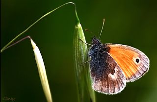 Kk Zpzp Perisi (Coenonympha pamphilus)