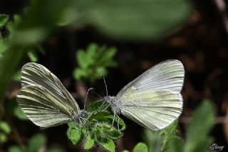 Narin Orman Beyaz (Leptidea sinapis)