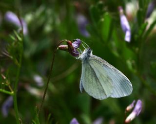 Narin Orman Beyaz (Leptidea sinapis)