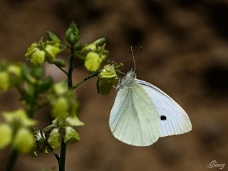 Byk Beyazmelek  (Pieris brassicae)