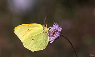 Kleopatra (Gonepteryx cleopatra)