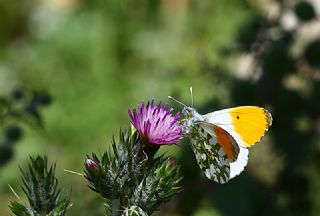 Turuncu Ssl (Anthocharis cardamines)