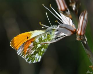 Turuncu Ssl (Anthocharis cardamines)