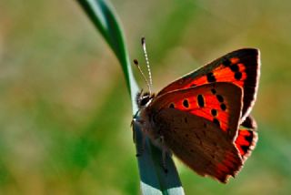 Benekli Bakr Gzeli (Lycaena phlaeas)