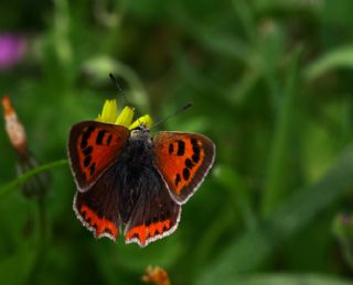 Benekli Bakr Gzeli (Lycaena phlaeas)