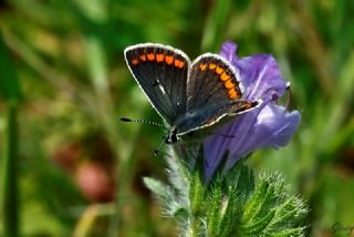 okgzl Esmer (Aricia agestis)